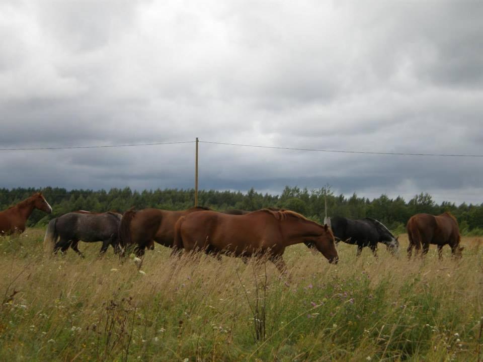 Hotel Sassi Talu Horsefarm Kreis Pärnu Exterior foto
