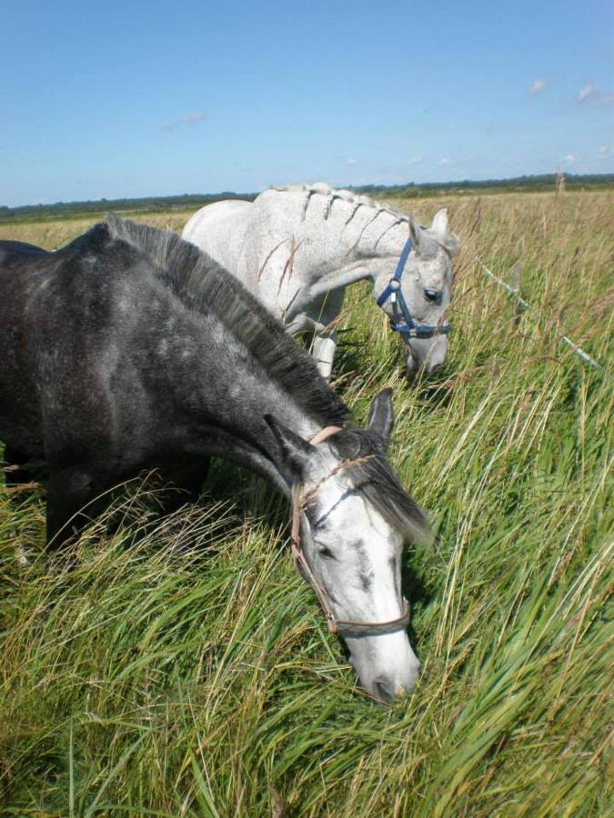 Hotel Sassi Talu Horsefarm Kreis Pärnu Exterior foto